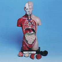 RenTiQuGanJiePouMoXing<br>人体躯干解剖模型<br>Anatomical Model of Human MiniaturTorso,28cm