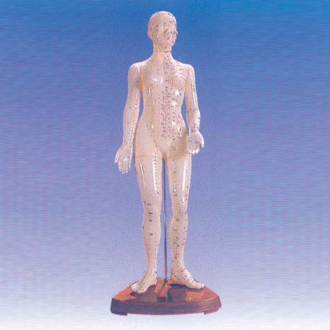 Human Body Model of Female Showing Acupoints<br>女性人体穴位模型<br>NvXingRenTiXueWeiMoXing