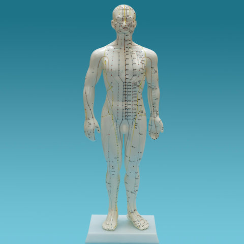 Human Body Model Showing Acupoints<br>人体穴位模型<br>RenTiXueWeiMoXing
