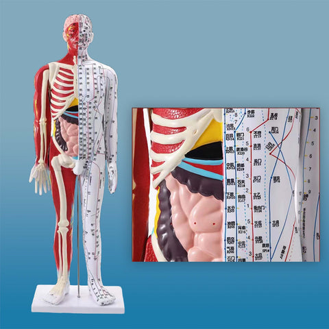 Human Acupuncture Model (85cm, white)<br>高级针灸模型<br>GaoJiZhenjiuMoxing