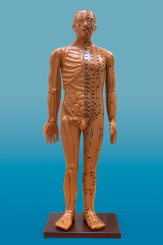 Human Acupuncture Model (85cm, brown)<br>高级针灸模型<br>GaojiZhenjiuMoxing