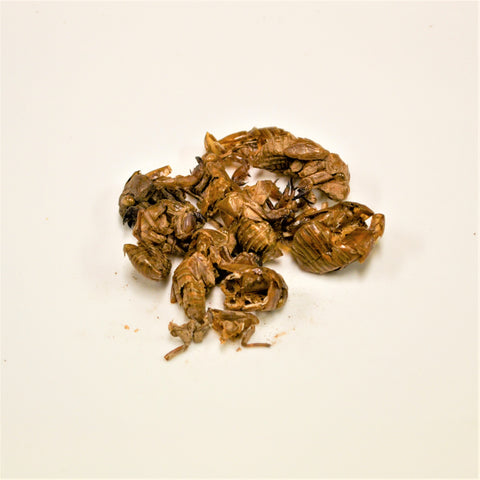 Periostracum Cicadae (Whole Pieces)<br>蝉蜕<br>ChanTui (Zheng)