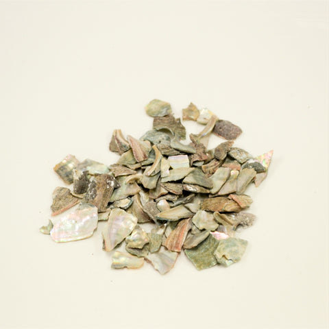 Concha Haliotidis<br>石決明<br>ShiJueMing